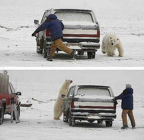 عکس / قایم موشک بازی با خرس قطبی