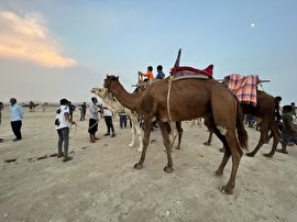 فیلم / برگزاری مسابقه شتر سواری در روستای گورزین قشم